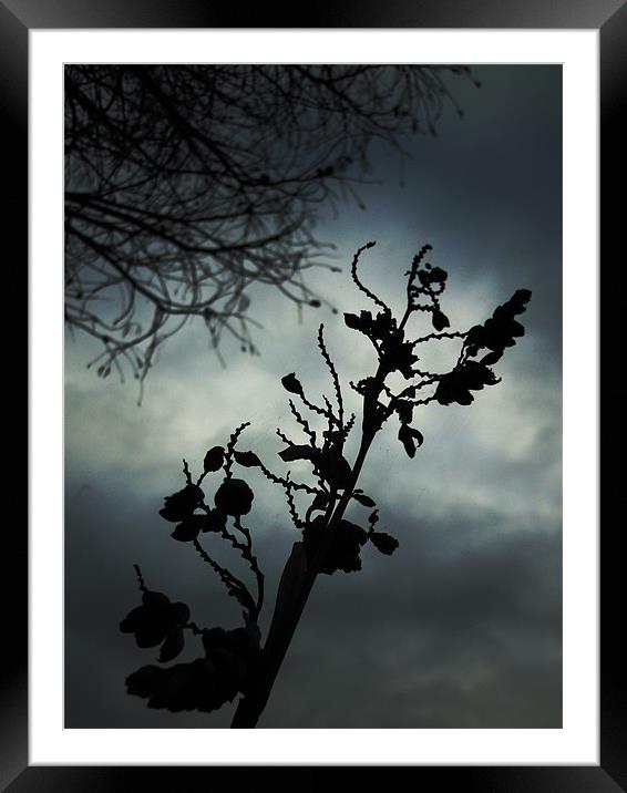 winter silhouette Framed Mounted Print by Heather Newton