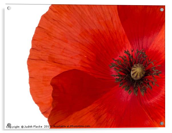 Red poppy Acrylic by Judith Flacke
