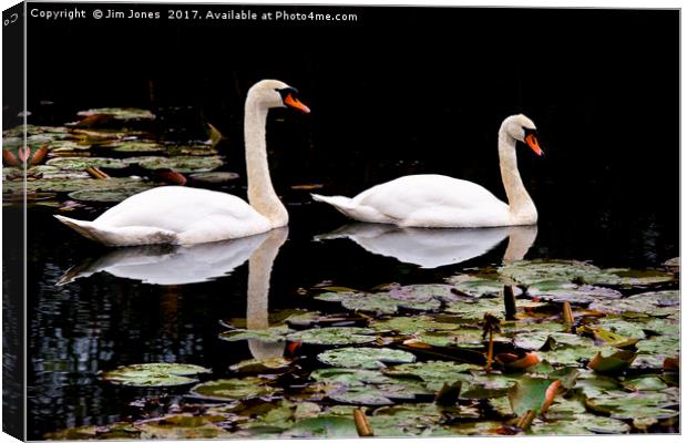 Two swans aswimming Canvas Print by Jim Jones