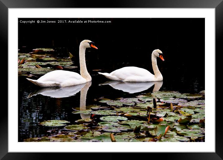 Two swans aswimming Framed Mounted Print by Jim Jones