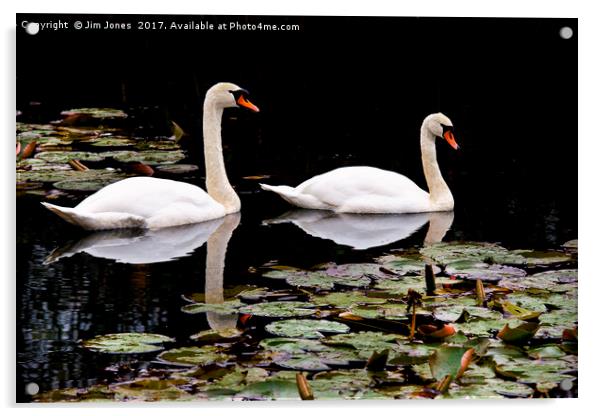 Two swans aswimming Acrylic by Jim Jones