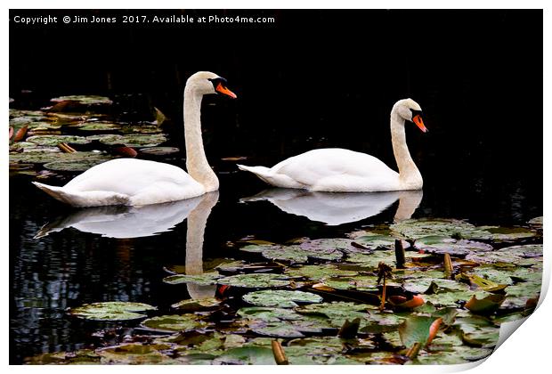 Two swans aswimming Print by Jim Jones