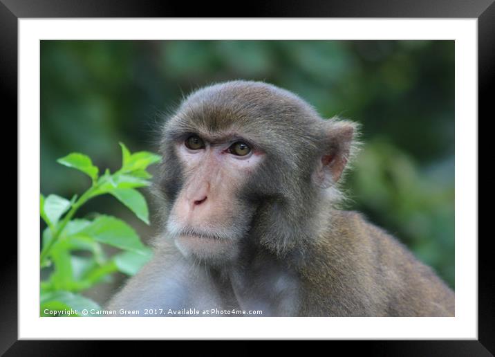 Macaque at Kam Shan Country Park, Hong Kong Framed Mounted Print by Carmen Green
