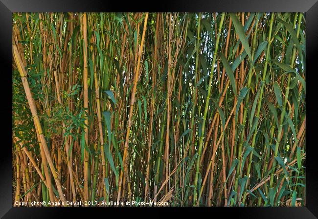 Wild Bamboo Wall Framed Print by Angelo DeVal