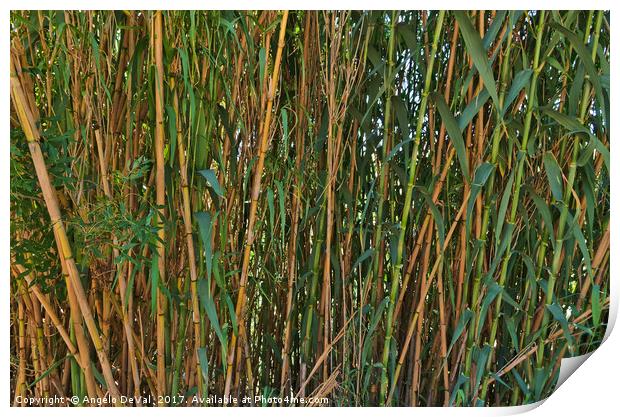 Wild Bamboo Wall Print by Angelo DeVal