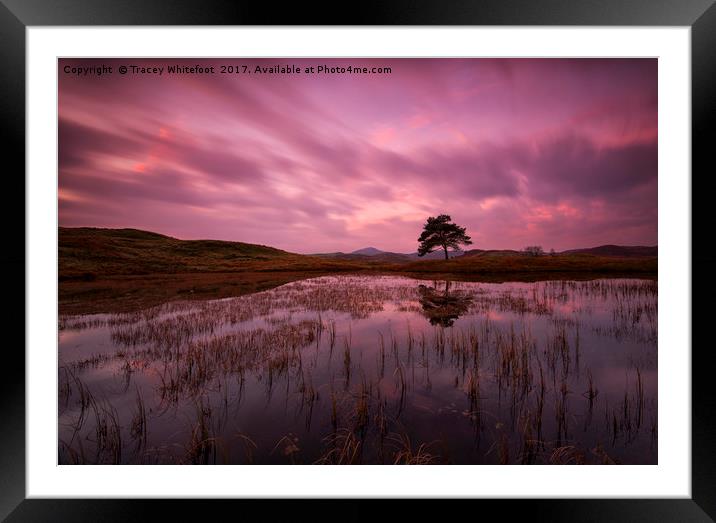In the Pink  Framed Mounted Print by Tracey Whitefoot