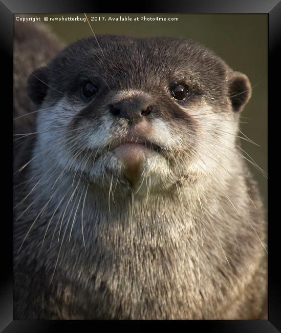 Otter Looking At You Framed Print by rawshutterbug 