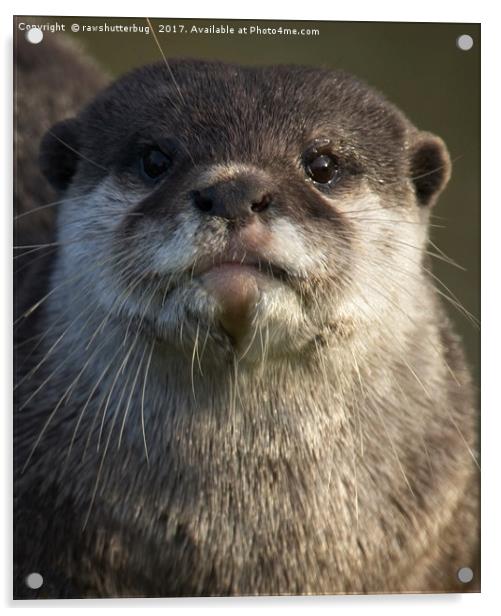 Otter Looking At You Acrylic by rawshutterbug 