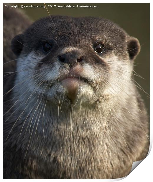 Otter Looking At You Print by rawshutterbug 