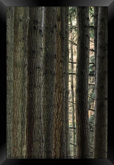 Elan Valley Pine Tree Trunks Framed Print by Ken Mills