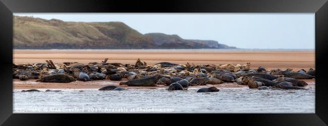 Grey Seals on the Beach Framed Print by Alan Crawford