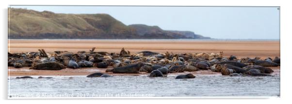 Grey Seals on the Beach Acrylic by Alan Crawford