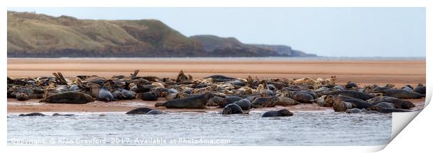 Grey Seals on the Beach Print by Alan Crawford