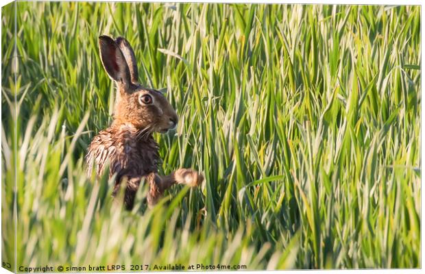Wild hare bathing in the morning sunlight Canvas Print by Simon Bratt LRPS