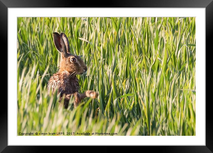 Wild hare bathing in the morning sunlight Framed Mounted Print by Simon Bratt LRPS