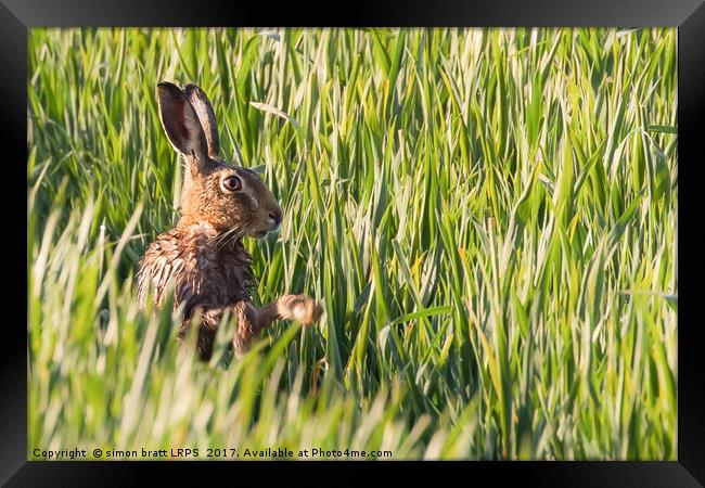 Wild hare bathing in the morning sunlight Framed Print by Simon Bratt LRPS