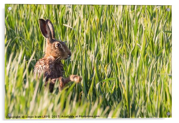 Wild hare bathing in the morning sunlight Acrylic by Simon Bratt LRPS