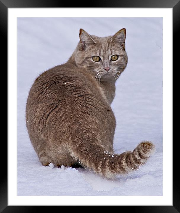Snowcat Framed Mounted Print by Jacqi Elmslie