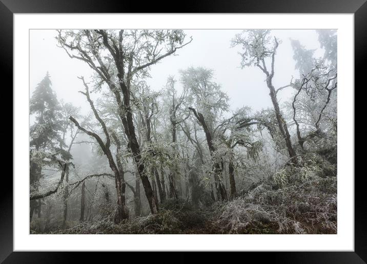 Fog and Ice Framed Mounted Print by Belinda Greb