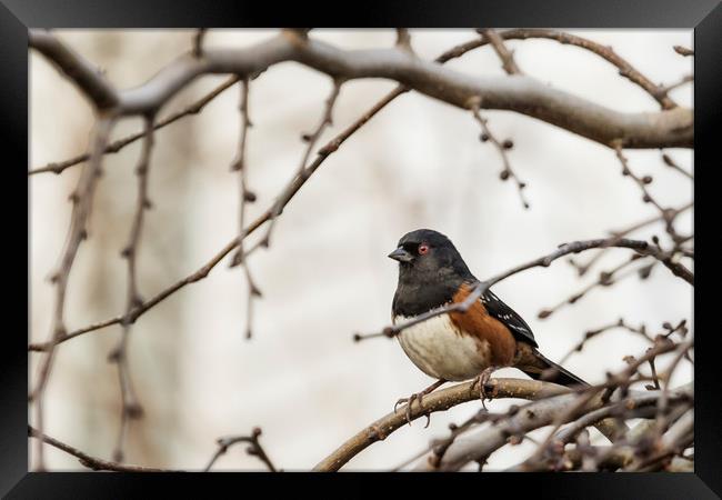 Spotted Towhee Framed Print by Belinda Greb