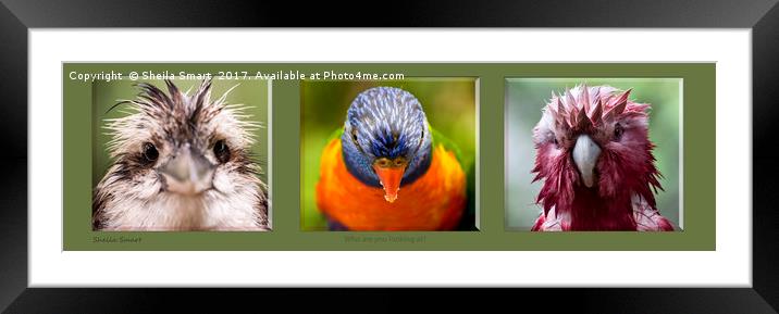 Who are you looking at? Framed Mounted Print by Sheila Smart