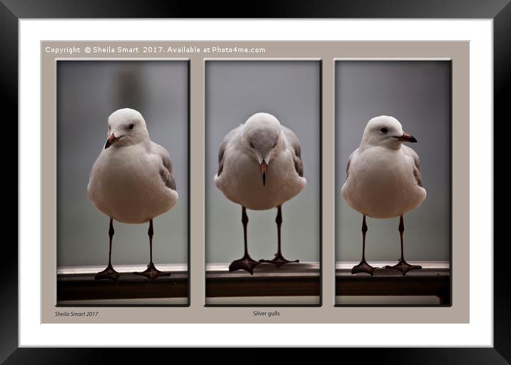 Silver gulls Framed Mounted Print by Sheila Smart