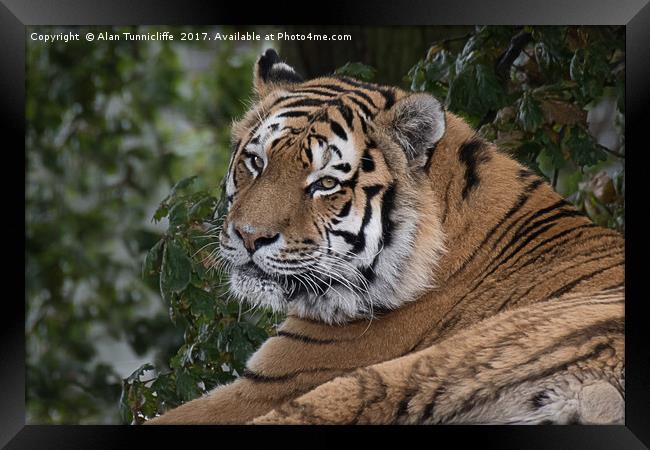Amur tiger Framed Print by Alan Tunnicliffe