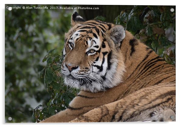 Amur tiger Acrylic by Alan Tunnicliffe