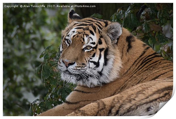 Amur tiger Print by Alan Tunnicliffe