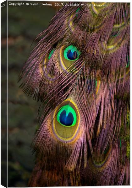 Peacock Feathers Canvas Print by rawshutterbug 