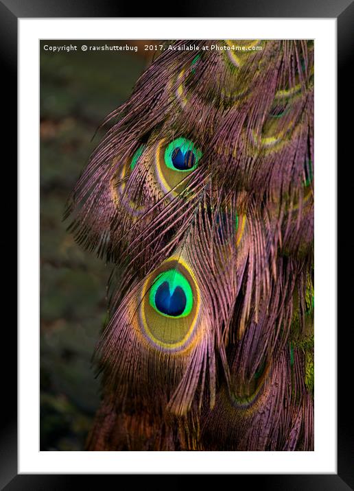 Peacock Feathers Framed Mounted Print by rawshutterbug 