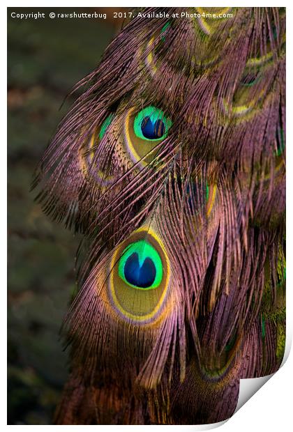 Peacock Feathers Print by rawshutterbug 