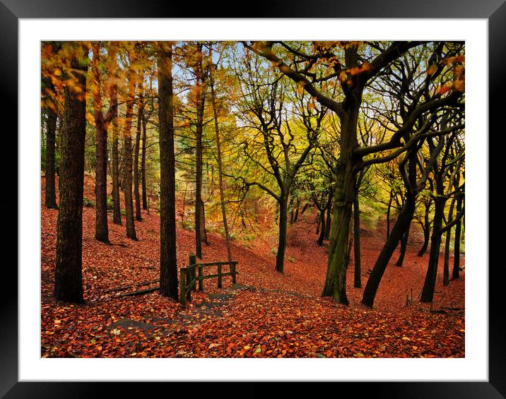 The stepped autumn pathway Framed Mounted Print by David McCulloch