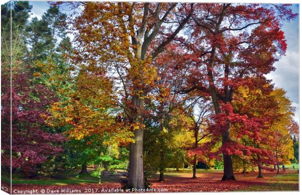 Autumnal colours in Virginia Water Lake      Canvas Print by Dave Williams