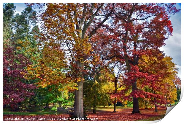 Autumnal colours in Virginia Water Lake      Print by Dave Williams