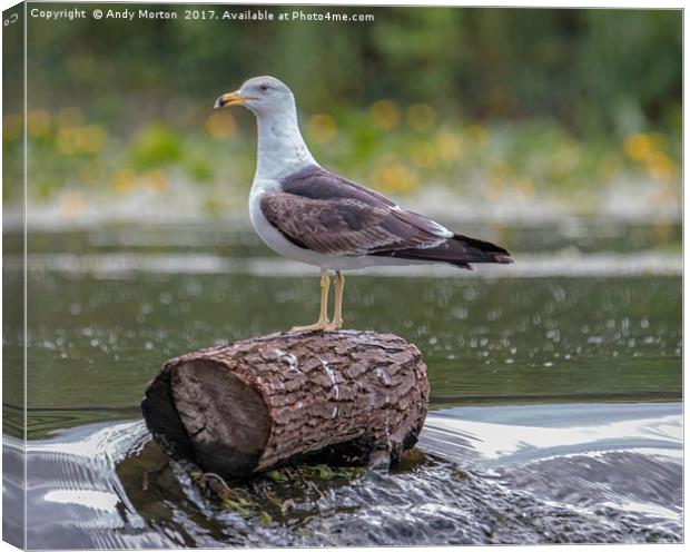 Lesser Black - Backed Gull (Larus Fuscus) Canvas Print by Andy Morton