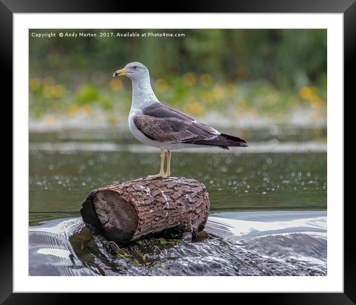 Lesser Black - Backed Gull (Larus Fuscus) Framed Mounted Print by Andy Morton