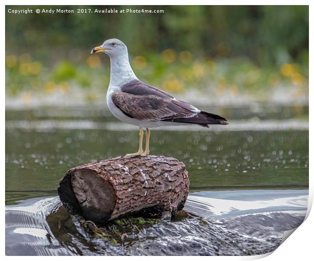 Lesser Black - Backed Gull (Larus Fuscus) Print by Andy Morton