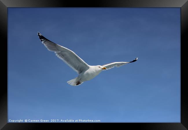 Herring gull soaring the skies in Lyme Bay Framed Print by Carmen Green