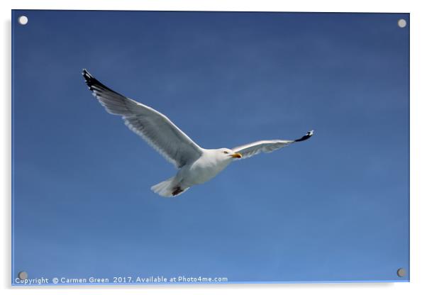 Herring gull soaring the skies in Lyme Bay Acrylic by Carmen Green