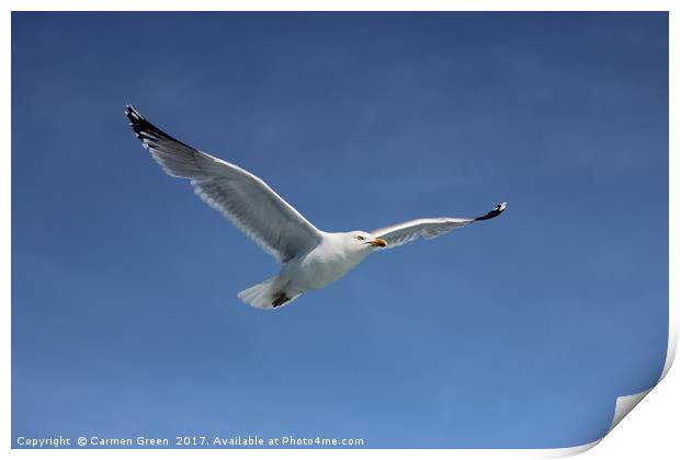 Herring gull soaring the skies in Lyme Bay Print by Carmen Green