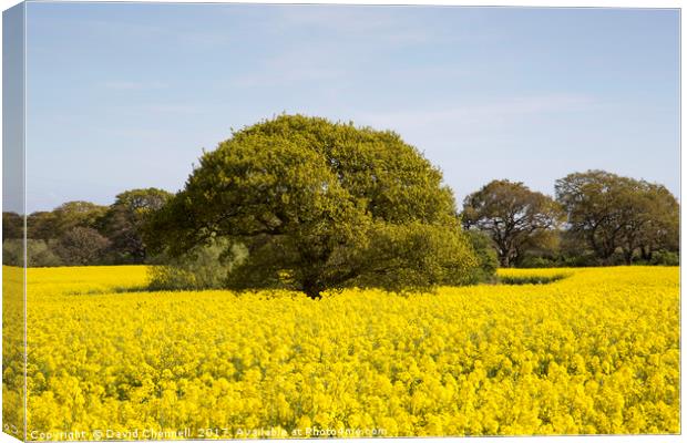 Rapeseed Beauty  Canvas Print by David Chennell