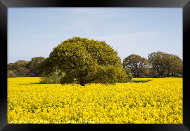 Rapeseed Beauty  Framed Print by David Chennell
