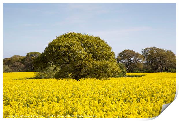 Rapeseed Beauty  Print by David Chennell