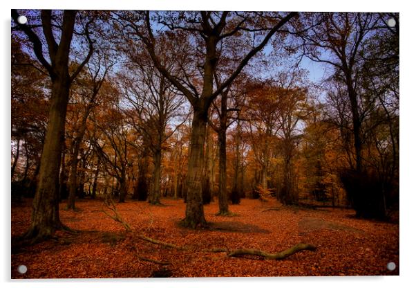 Autumn Woodland Acrylic by Jim Jones
