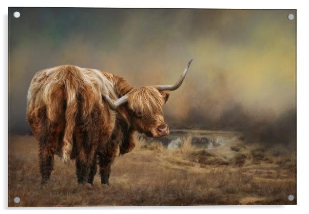 Highland Cattle Acrylic by Chantal Cooper