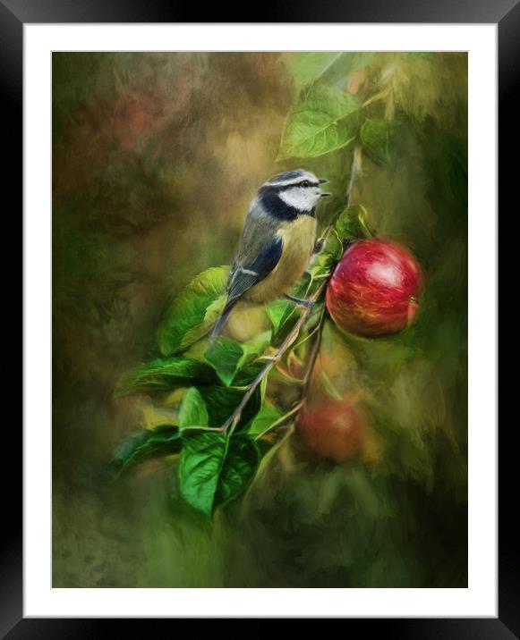 Blue Tit in the Apple Tree Framed Mounted Print by Chantal Cooper