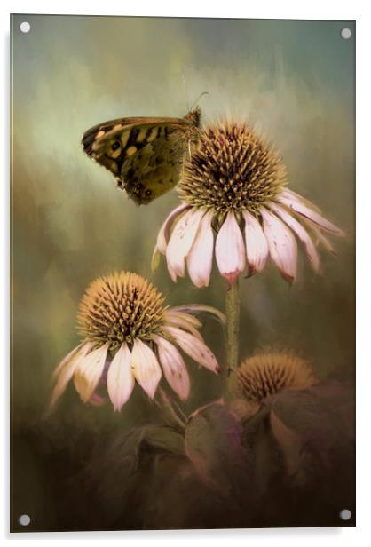 Butterfly on Echinacea Acrylic by Chantal Cooper