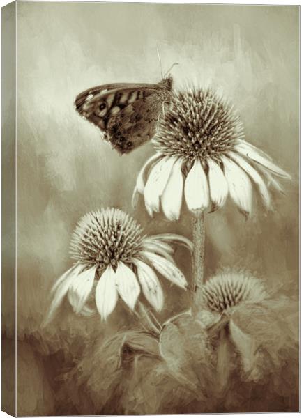 Butterfly on Echinacea in Sepia Canvas Print by Chantal Cooper