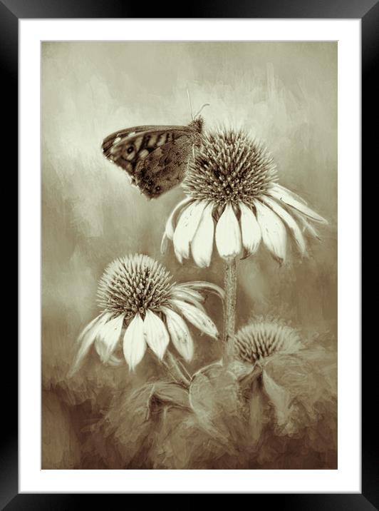 Butterfly on Echinacea in Sepia Framed Mounted Print by Chantal Cooper